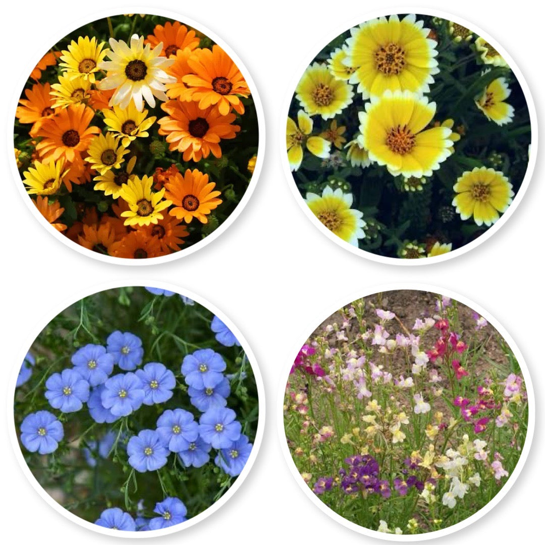 Dryland Wildflower Mix