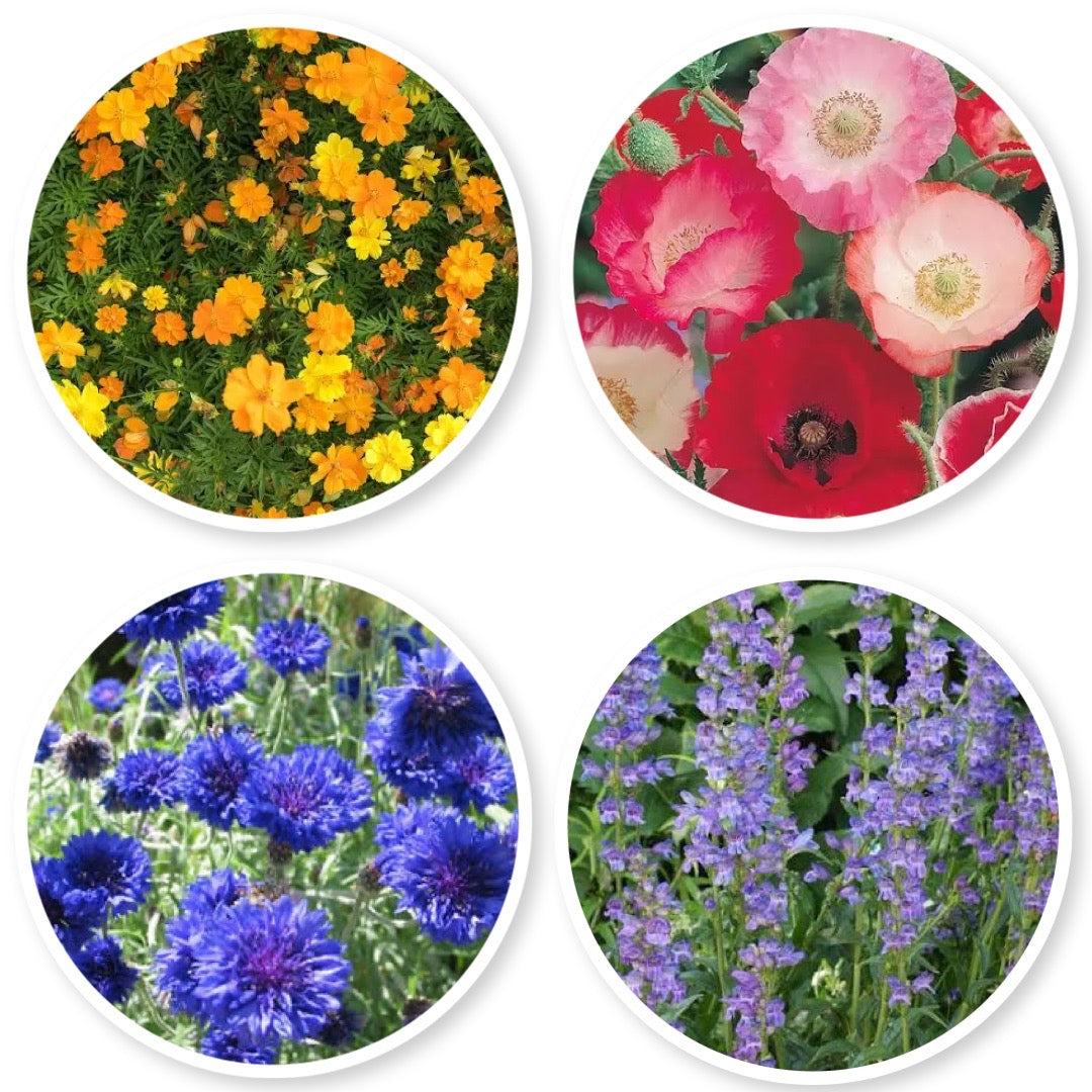 Dryland Wildflower Mix