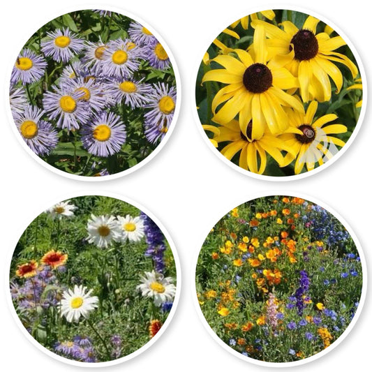 Rocky Mountain Wildflower Mix