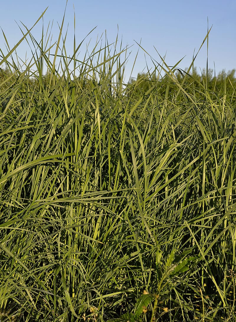 Tall Wheatgrass full grown from seed in Utah