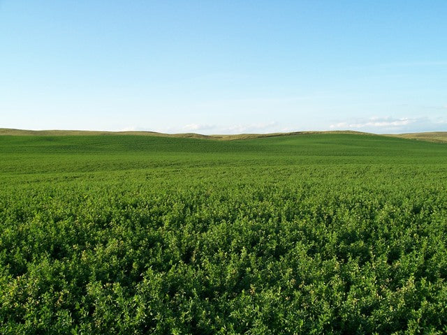 Ameristand 428TQ Alfalfa full grown from seed in Utah