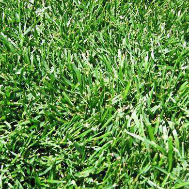 Athletic turf mix full grown from seed in Utah
