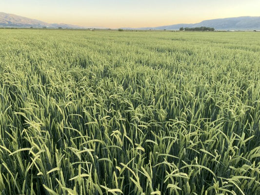 Lavina Barley full grown from seed in Utah