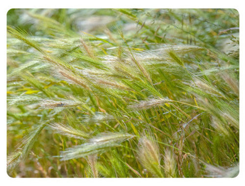 bozoisky russian wildrye full grown from seed in Utah