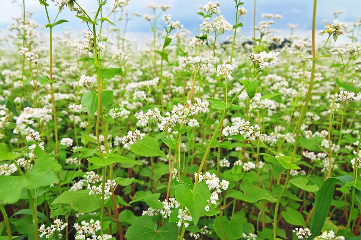 Buckwheat full grown from seed in Utah