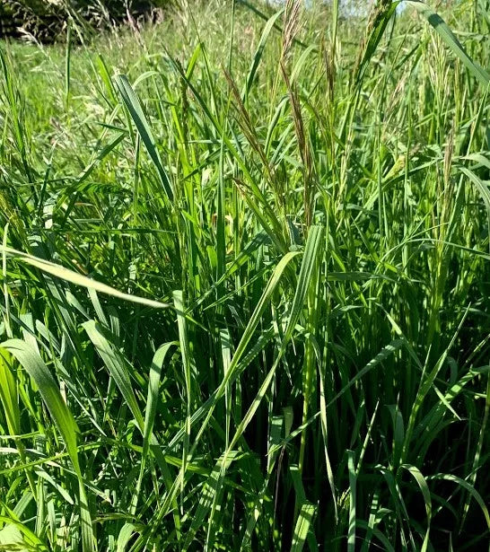 Cache Meadow Brome full grown from seed in Utah
