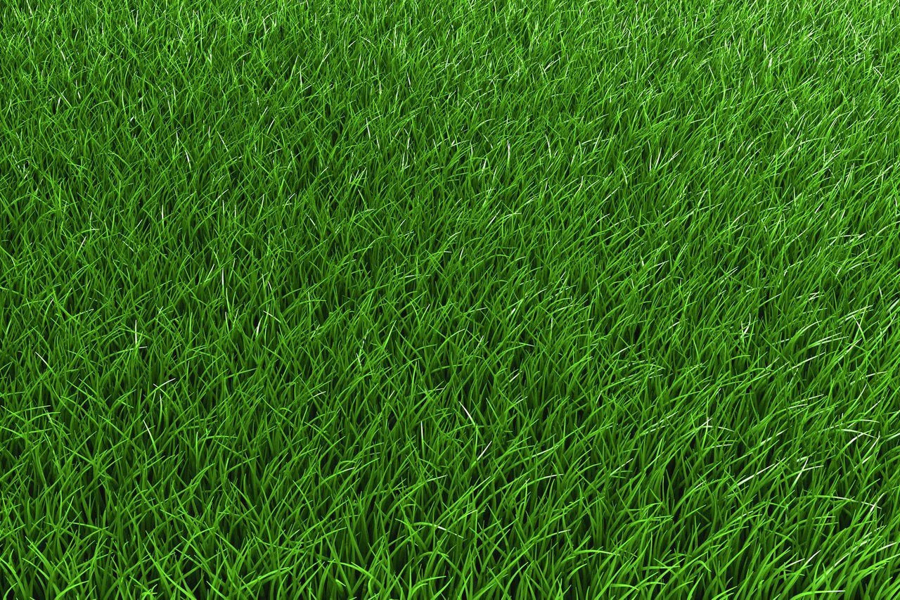 Creeping Red Fescue full grown from seed in Utah