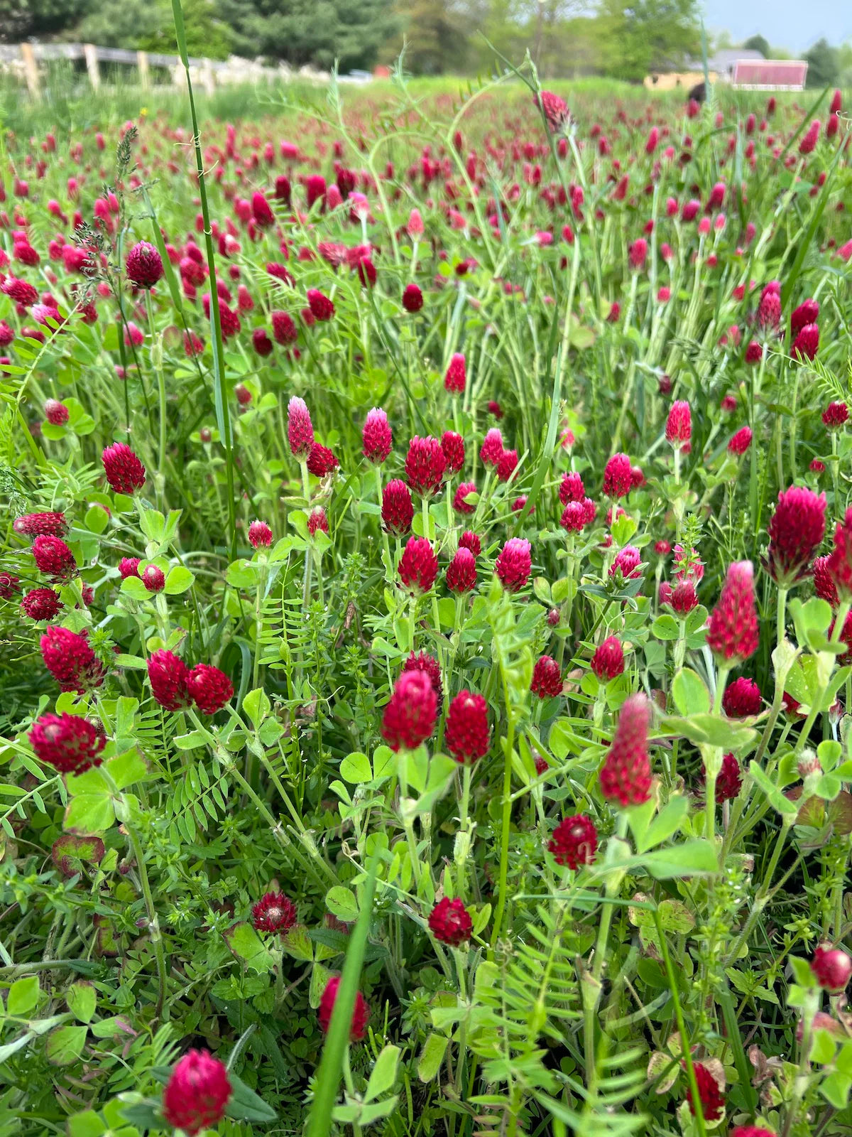 crimson clover full grown from seed in Utah