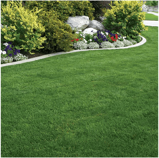 Elite Kentucky Bluegrass blend full grown from seed in Utah