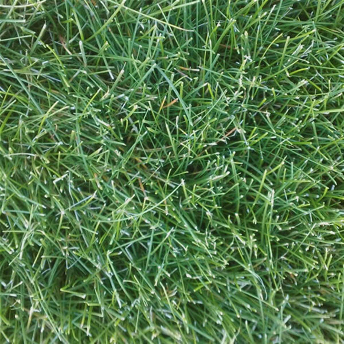 Fine Fescue Blend full grown from seed in Utah