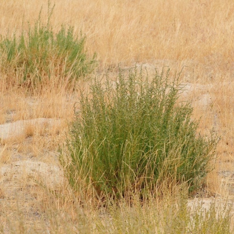 immigrant forage kochia full grown from seed in Utah