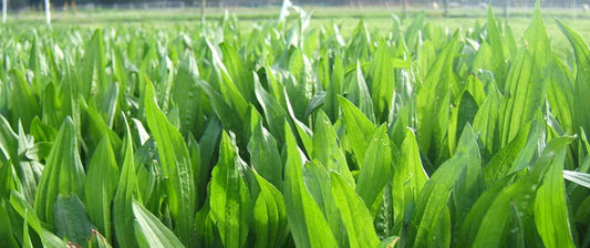 Plantain full grown from seed in Utah