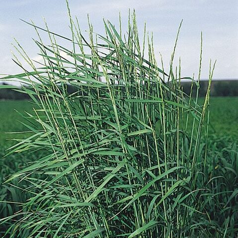 Revenue Slender Wheatgrass full grown from seed in Utah