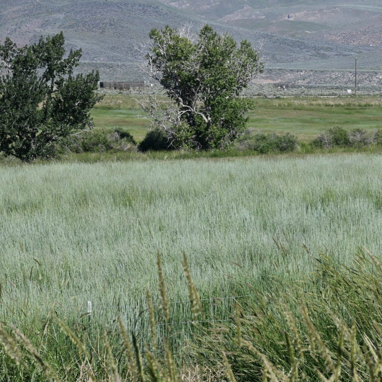 Rush Intermediate Wheatgrass full grown from seed in Utah