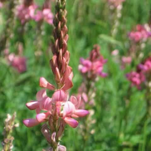 Sainfoin full grown from seed in Utah