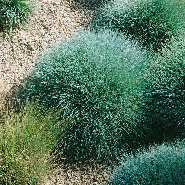 Sheep Fescue full grown from seed in Utah