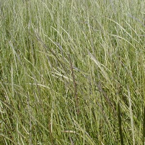 Streambank Wheagrass full grown from seed in Utah