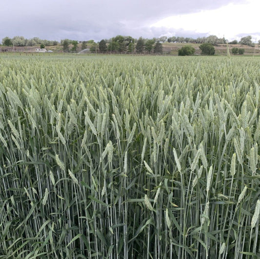 Gunner triticale full grown from seed in Utah