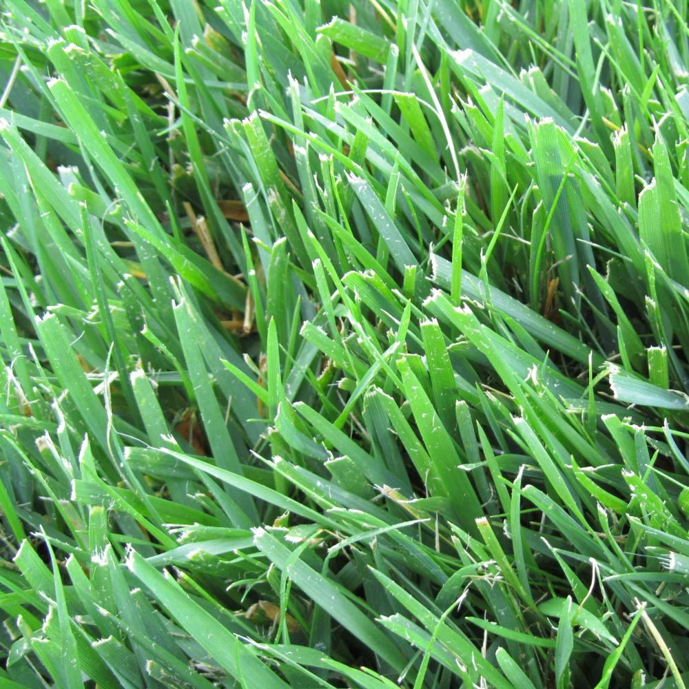 Tall fescue turf blend full grown from seed in Utah