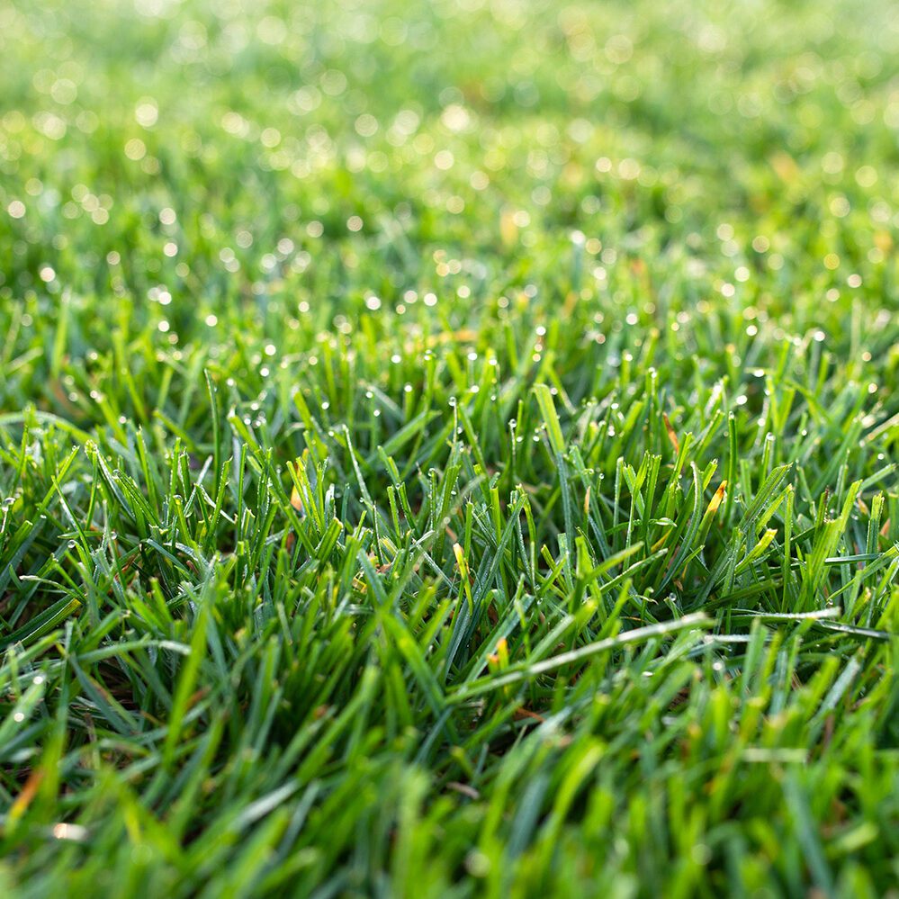 Perennial Ryegrass turf blend full grown from seed in Utah