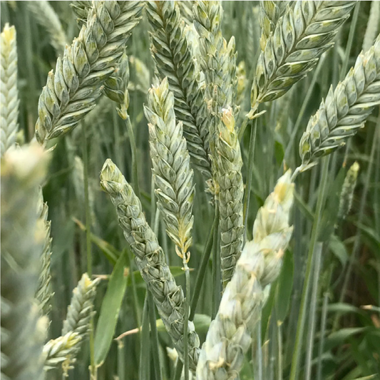 Twin Wheat full grown from seed in Utah