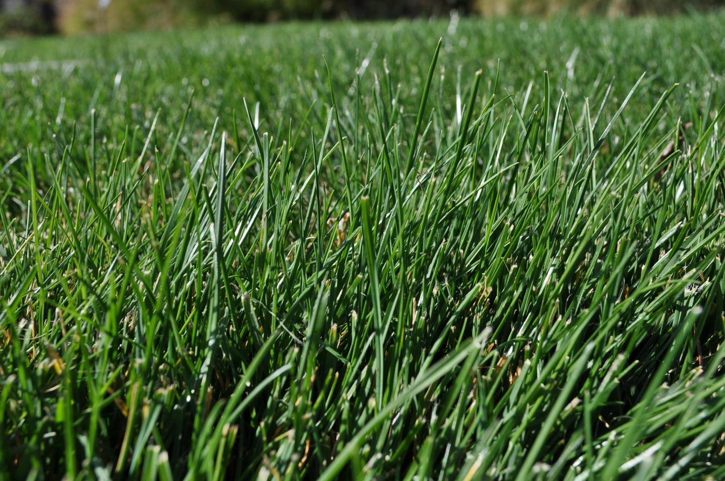 Utah 70-30 Turf Mix full grown in Utah