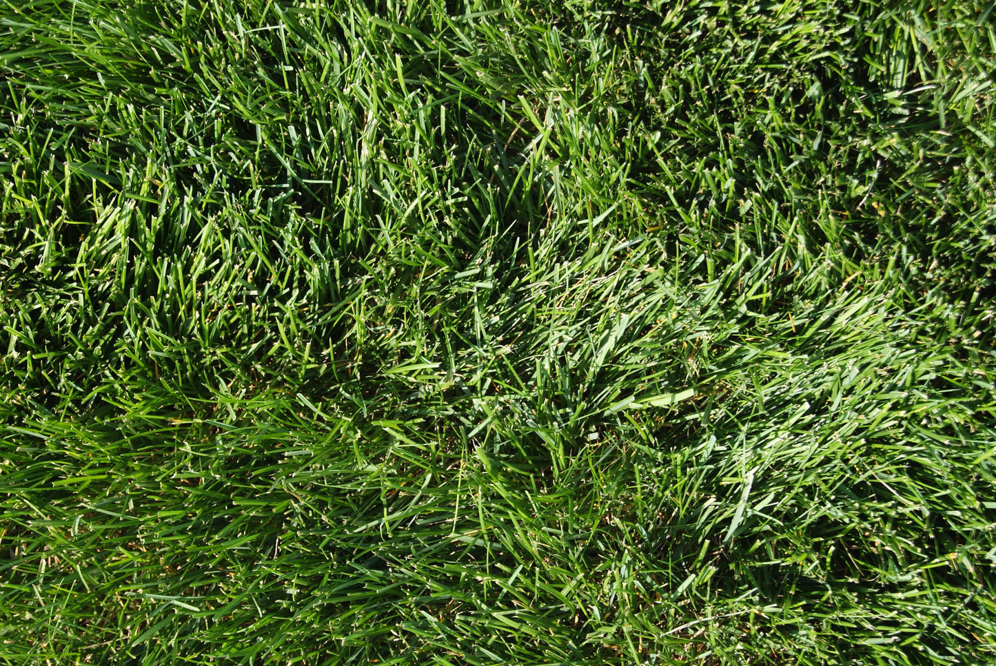 Utah 80-20 Turf Mix full grown from seed in Utah