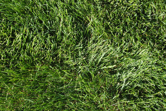 Utah 80-20 Turf Mix full grown from seed in Utah