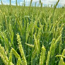 Valor barley full grown from seed in Utah
