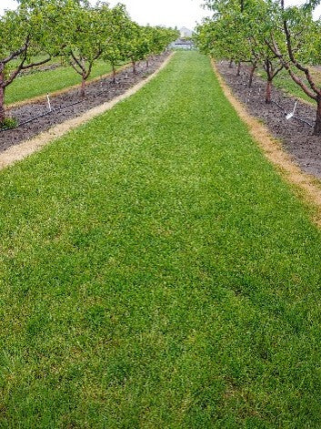 Cabin mix full grown from seed in Utah
