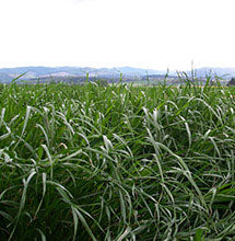 Tetra Star annual ryegrass full grown from seed in Utah