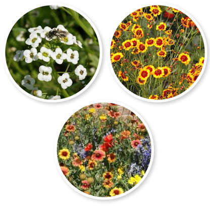 wildflower seeds Dryland Wildflower Mix – Utah Seed