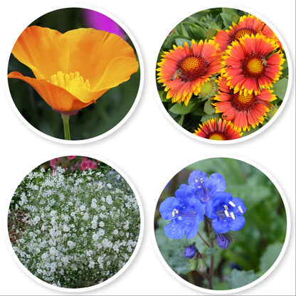 pnw wildflower seed mix Dryland Wildflower Mix – Utah Seed
