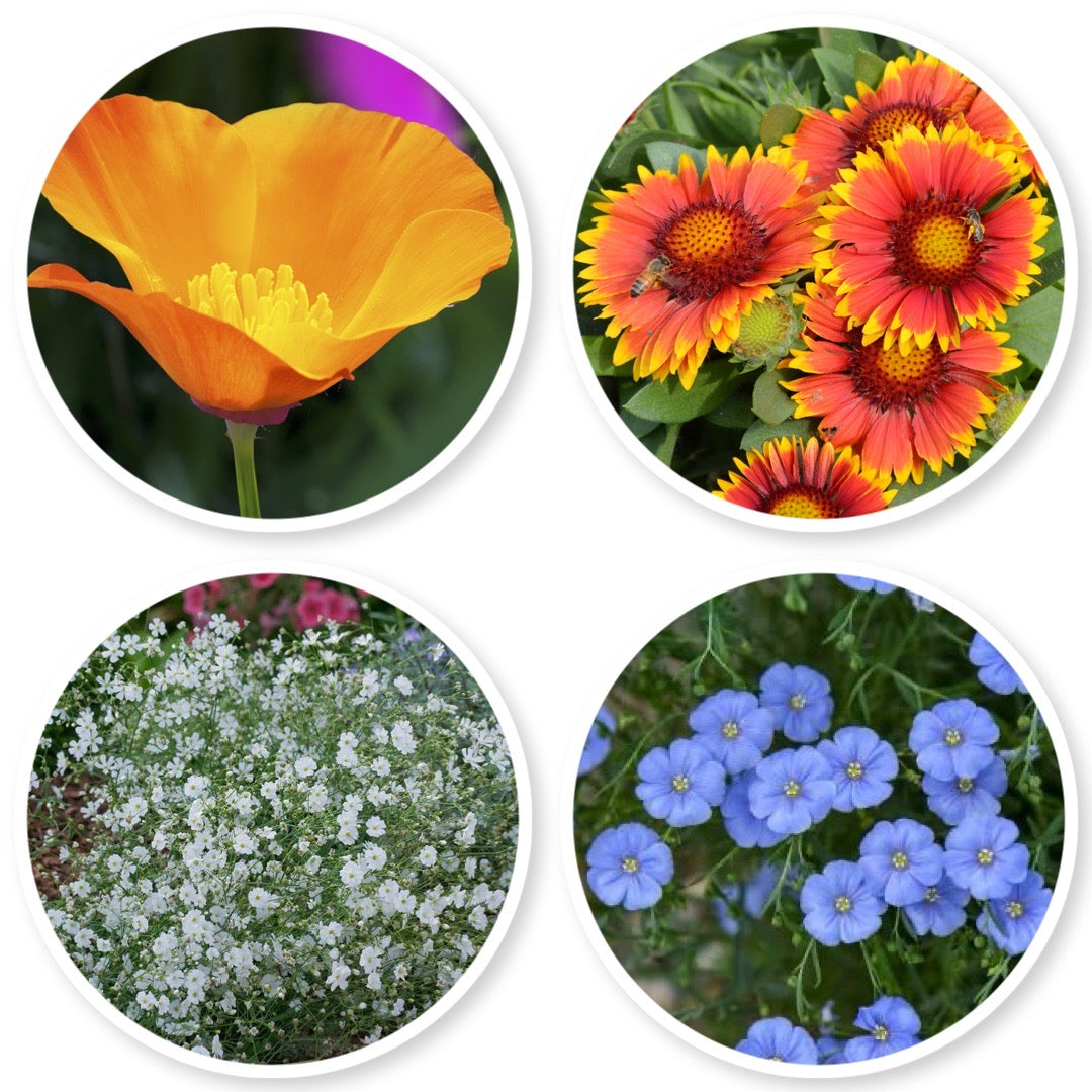 Rocky Mountain Wildflower Mix