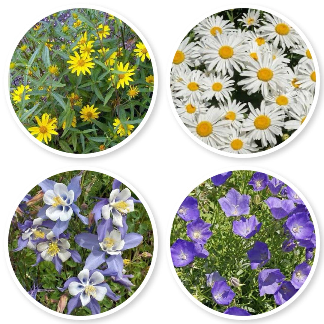 Rocky Mountain Wildflower Mix