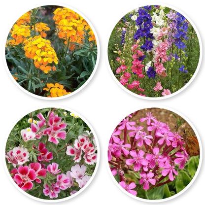 Rocky Mountain Wildflower Mix