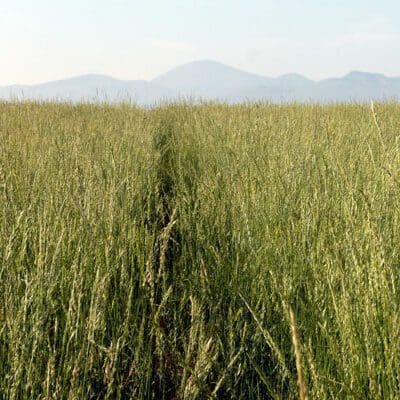 AC Saltlander RS Hybrid Wheatgrass full grown from seed in Utah