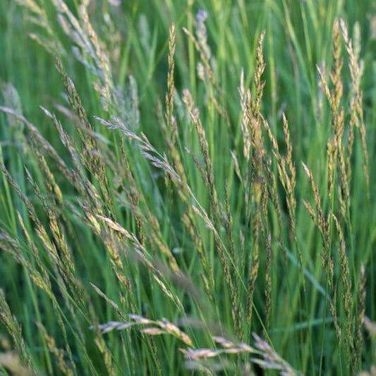 albion perennial ryegrass full grown from seed in Utah