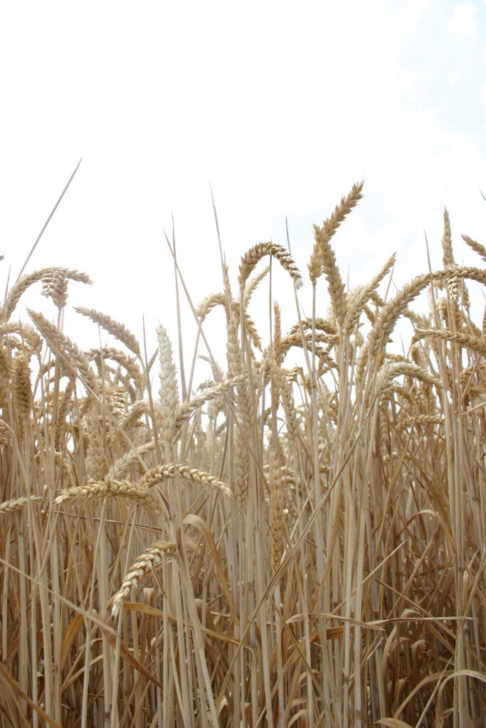 Alturas Wheat full grown from seed in Utah