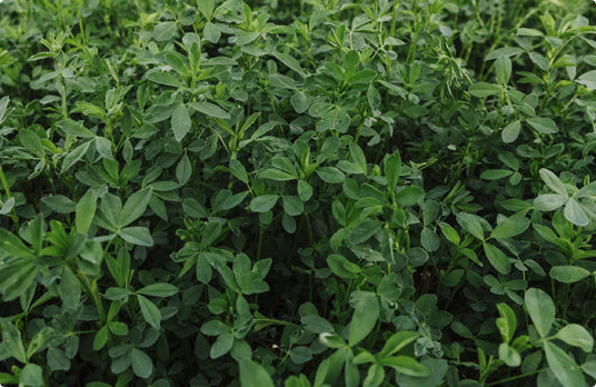 Ameristand 416NT Round Up Ready alfalfa full grown from seed in Utah
