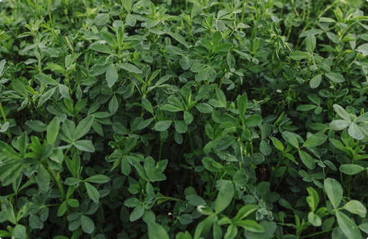 Ameristand 416NT Round Up Ready alfalfa full grown from seed in Utah