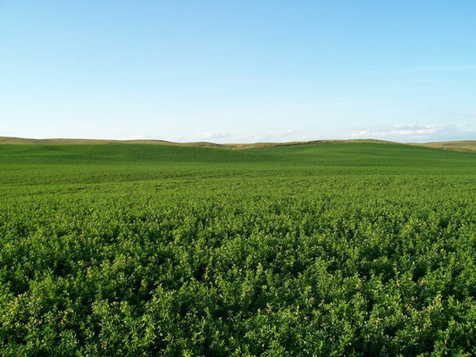 Ameristand 428TQ Alfalfa full grown from seed in Utah