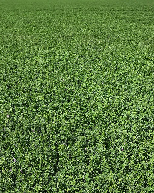 Ameristand 435TQ Alfalfa full grown from seed in Utah