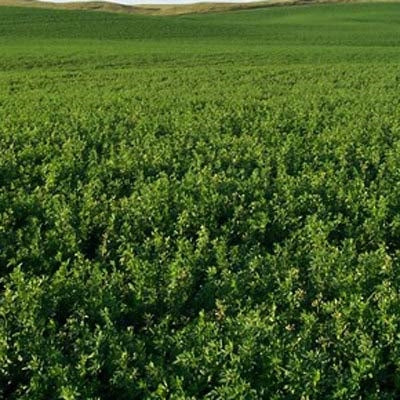 Ameristand 446 NT Alfalfa full grown from seed in Utah