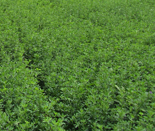 Freedomstar Round Up Ready Alfalfa full grown from seed in Utah