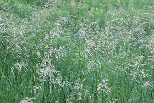 Arid smooth brome full grown from seed in Utah