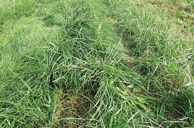 alfalfa extender full grown from seed in Utah