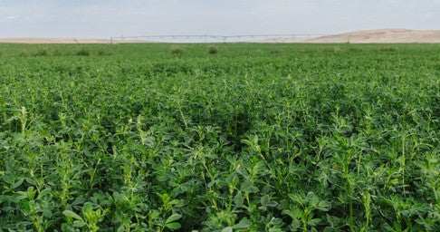 Ameristand 481 HVXRR Round up ready alfalfa full grown from seed in Utah