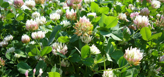 Balansa Clover full grown from seed in Utah