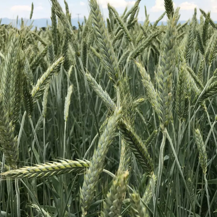 Claymore Barley full grown from seed in Utah